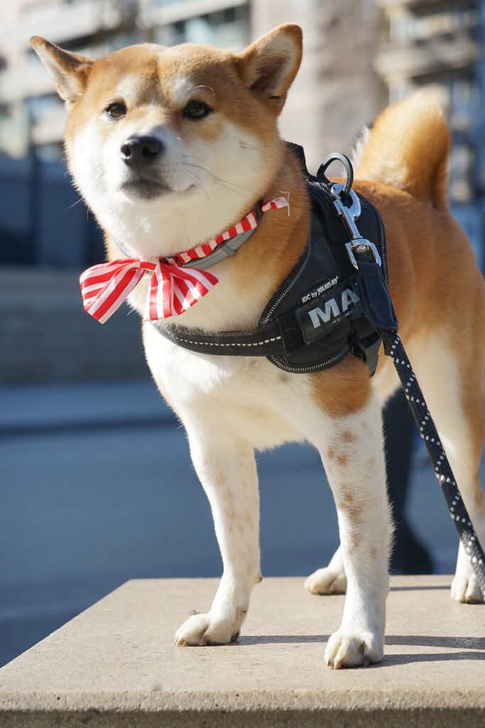 Barcelona Dog Photo Session Photoshoot