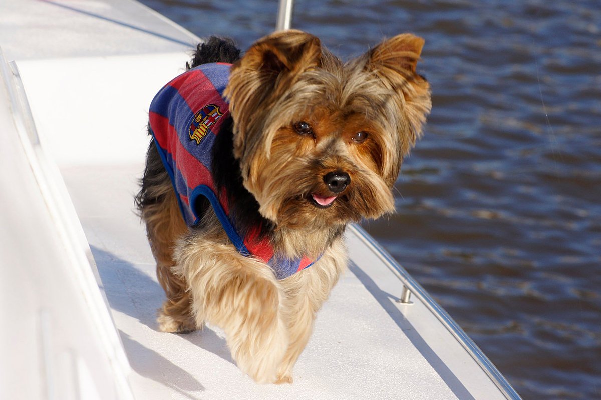 You are currently viewing Barcelona Pet Friendly: A Local Guide to Staying, Walking and Exploring With Your Dog