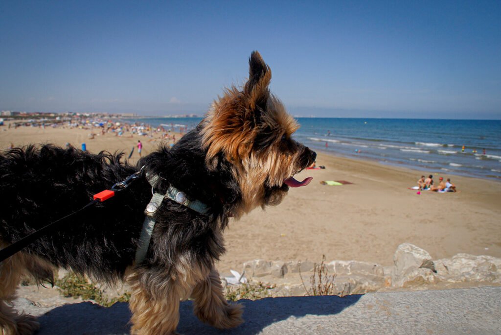 Chilli the Yorkshire Terrier standing on a pebble beach by the water