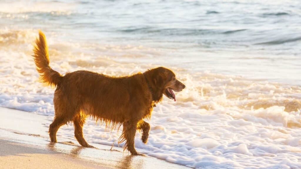 Golden Retriever walking along the shoreline on a Mediterranean beach