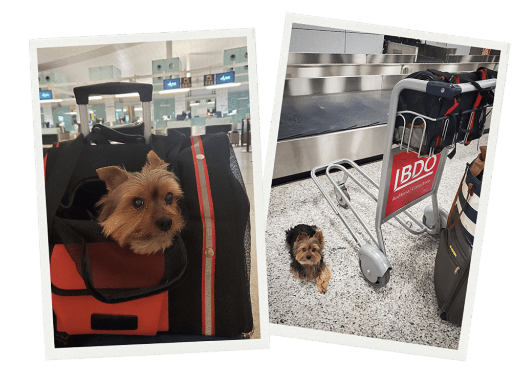 Chilli the Yorkshire terrier at the airport with a pet carrier and luggage, showing real experience traveling to Europe with a dog.