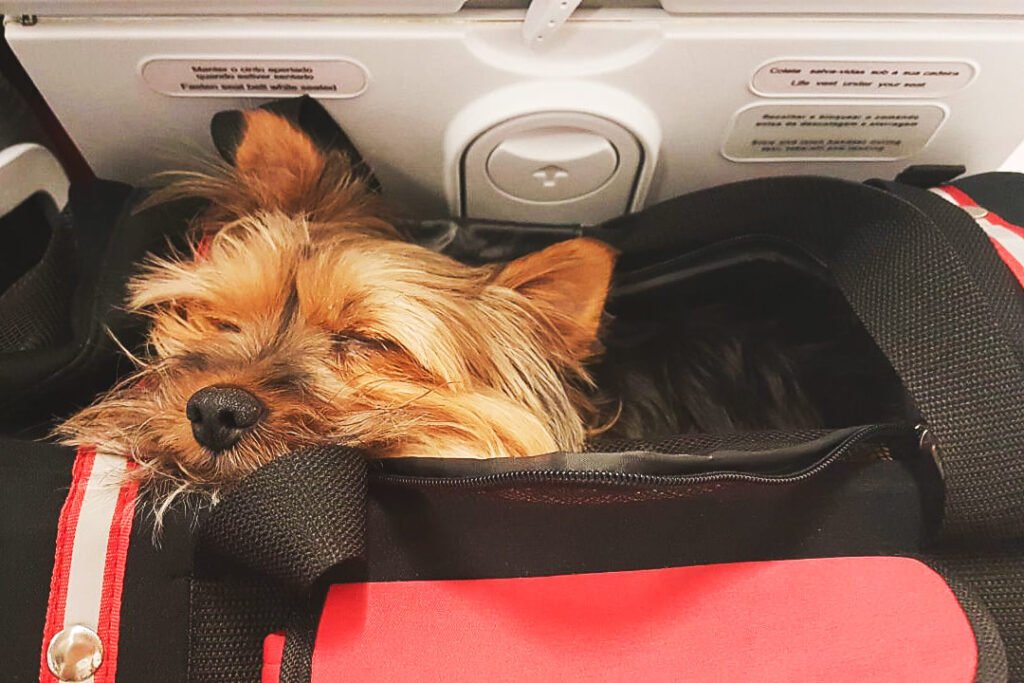 Chilli the Yorkshire Terrier sleeping in his travel carrier during a flight in Europe.